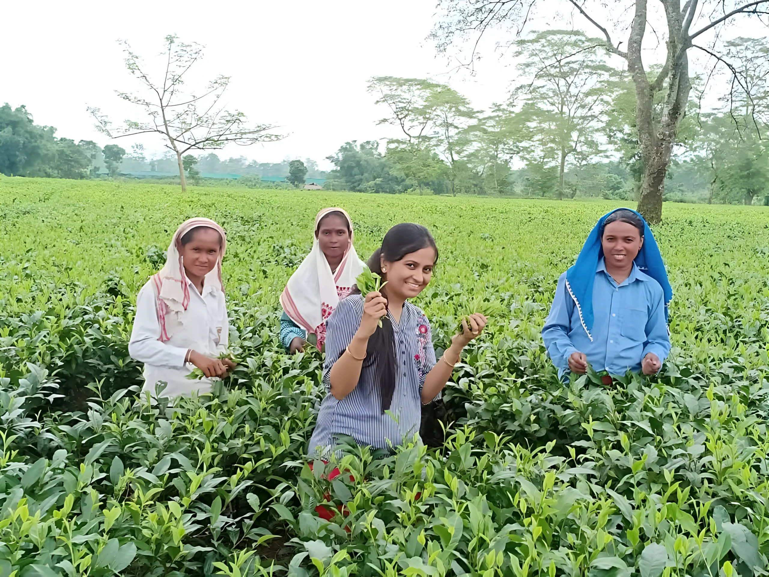 white tea plucking in tea garden